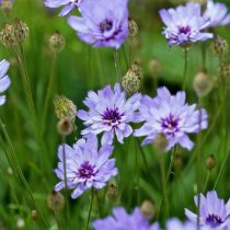 Catananche caerulea (Cupid's Dart, blue) (1.3 ltr pot)