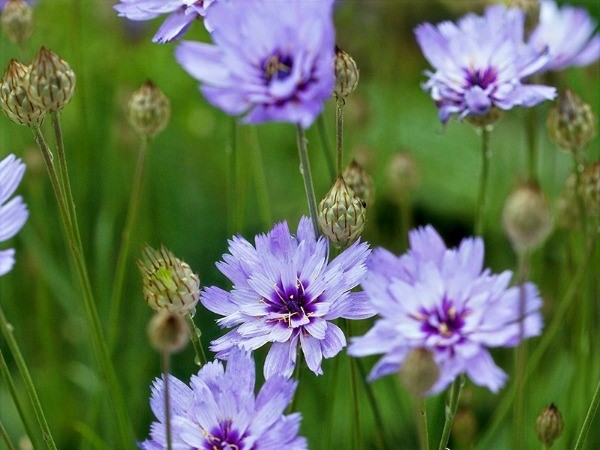 Catananche caerulea (Cupid's Dart, blue) (1.3 ltr pot)