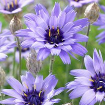 Catananche caerulea (Cupid's Dart, blue) (1.3 ltr pot)