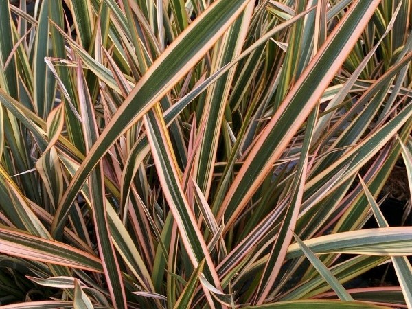 Phormium 'Golden Ray'