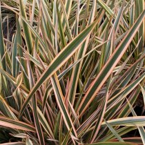 Phormium 'Golden Ray'