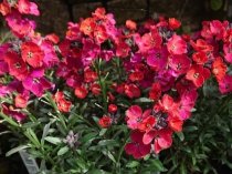 Erysimum 'Red Jep' (Wallflower 'Red Jep')