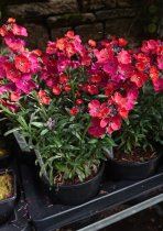 Erysimum 'Red Jep' (Wallflower 'Red Jep')