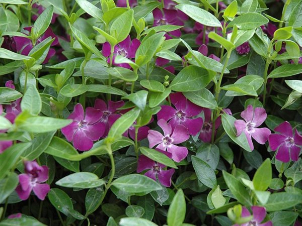 Vinca minor 'Atropurpurea'