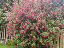 Ribes sanguineum 'King Edward VII' (Flowering Currant, Winter Currant)