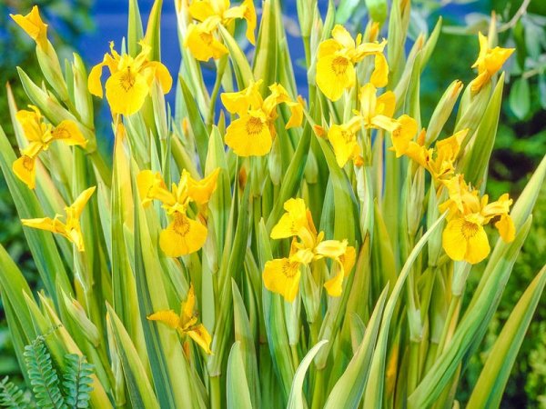 Iris pseudoacorus 'Variegata'