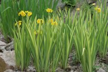 Iris pseudoacorus 'Variegata'