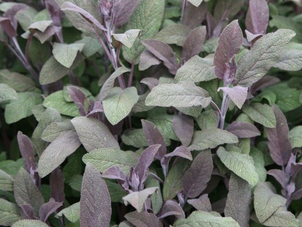 Salvia officinalis 'Purpurascens' (Common Sage)