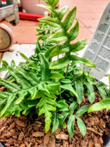 Polypodium vulgare