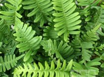 Polypodium vulgare