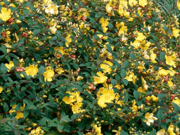 Hypericum hidcote