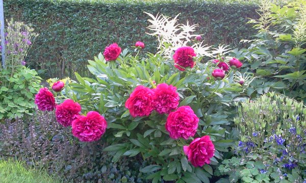 Paeonia lactiflora 'Karl Rosenfield' (Peony 'Karl Rosenfield')