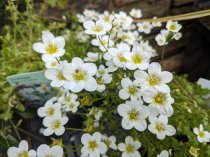 Saxifraga 'Peter Pan White'