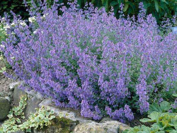 Nepeta mussinii (Dwarf Cat Mint)