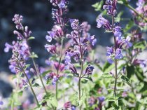 Nepeta mussinii (Dwarf Cat Mint)