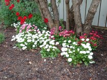 Bellis perennis 'Roggli Mixed'