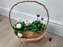 Bellis perennis 'Roggli Mixed'