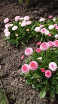 Bellis perennis 'Roggli Mixed'