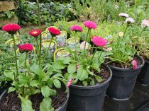 Bellis perennis 'Roggli Mixed'