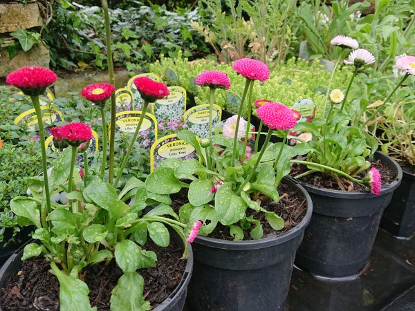 Bellis perennis 'Roggli Mixed'