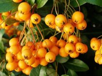 Pyracantha 'Golden Charmer'