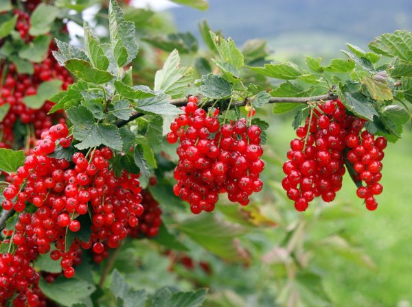 Ribes rubrum 'Jonkheer van Tets' (Red Currant 'Jonkheer Van Tets' )