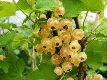 Ribes rubrum 'White Versailles' (White Currant)