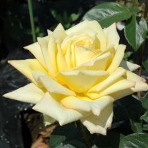 Hybrid Tea Rose 'Grandpa Dickson'