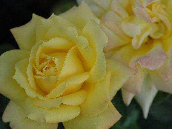 Hybrid Tea Rose 'Grandpa Dickson'