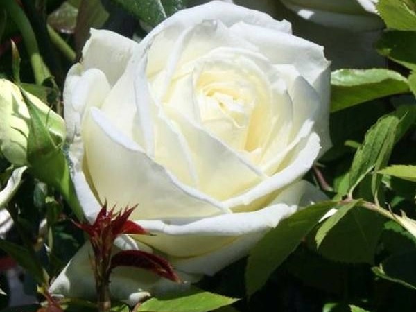 Hybrid Tea Rose 'Silver Anniversary'