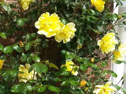 Climbing Rose Golden Showers