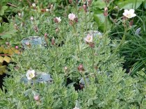 Saxifraga 'Silver Cushion'