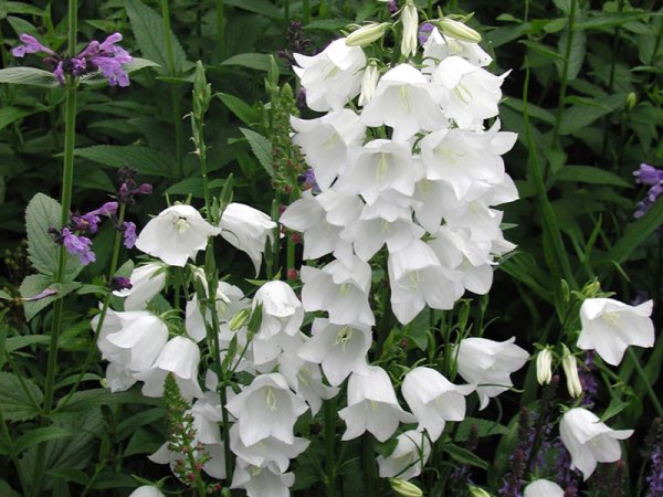 Campanula persicifolia 'Alba'