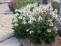 Penstemon digitalis 'Husker Red'