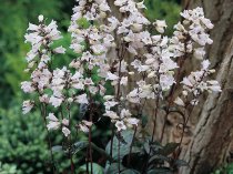 Penstemon digitalis 'Husker Red'