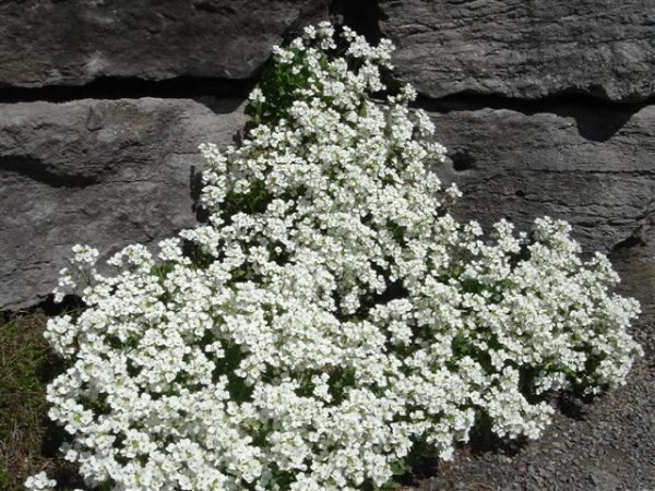 Arabis alpina caucasica 'Snowcap'