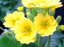 Primula veris 'Pure Yellow' (Yellow Common Cowslip)