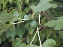 Fig Ficus 'Brown Turkey'