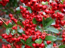 Pyracantha 'Red column'