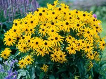 Rudbeckia fulgida 'Goldsturm'