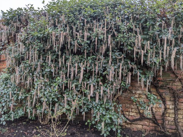 Garrya elliptica 'James Roof' (7.5 ltr pot)