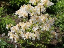 Azalea persil (Deciduous Exbury or Knaphill Azalea)