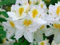 Azalea persil (Deciduous Exbury or Knaphill Azalea)