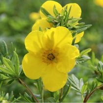 Potentilla fruticosa 'Goldfinger'