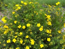 Potentilla fruticosa 'Goldfinger'