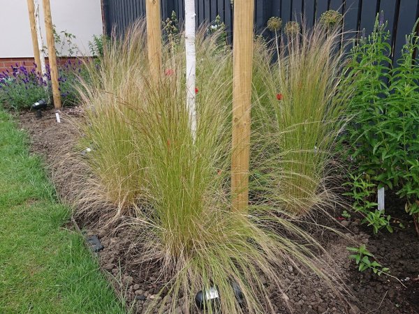 Stipa tenuissima 'Pony Tails' (13cm pot)