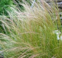 Stipa tenuissima 'Pony Tails' (13cm pot)