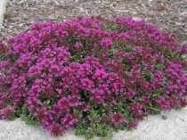 Thymus serpyllum coccineus (Creeping Red Thyme)