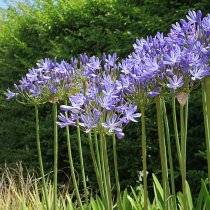 Agapanthus Dr. Brouwer (Blue)