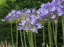 Agapanthus Dr. Brouwer (Blue)